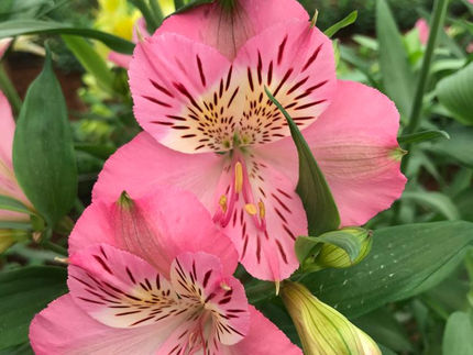 Pink alstroemeria growing on Gloucester Vale Farm Kenya.jpeg