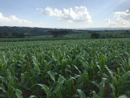 Maize Plants Growing on Gloucester Vale Farm in Kenya.jpeg