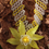 Thumbnail: parure collier et boucles d' oreilles