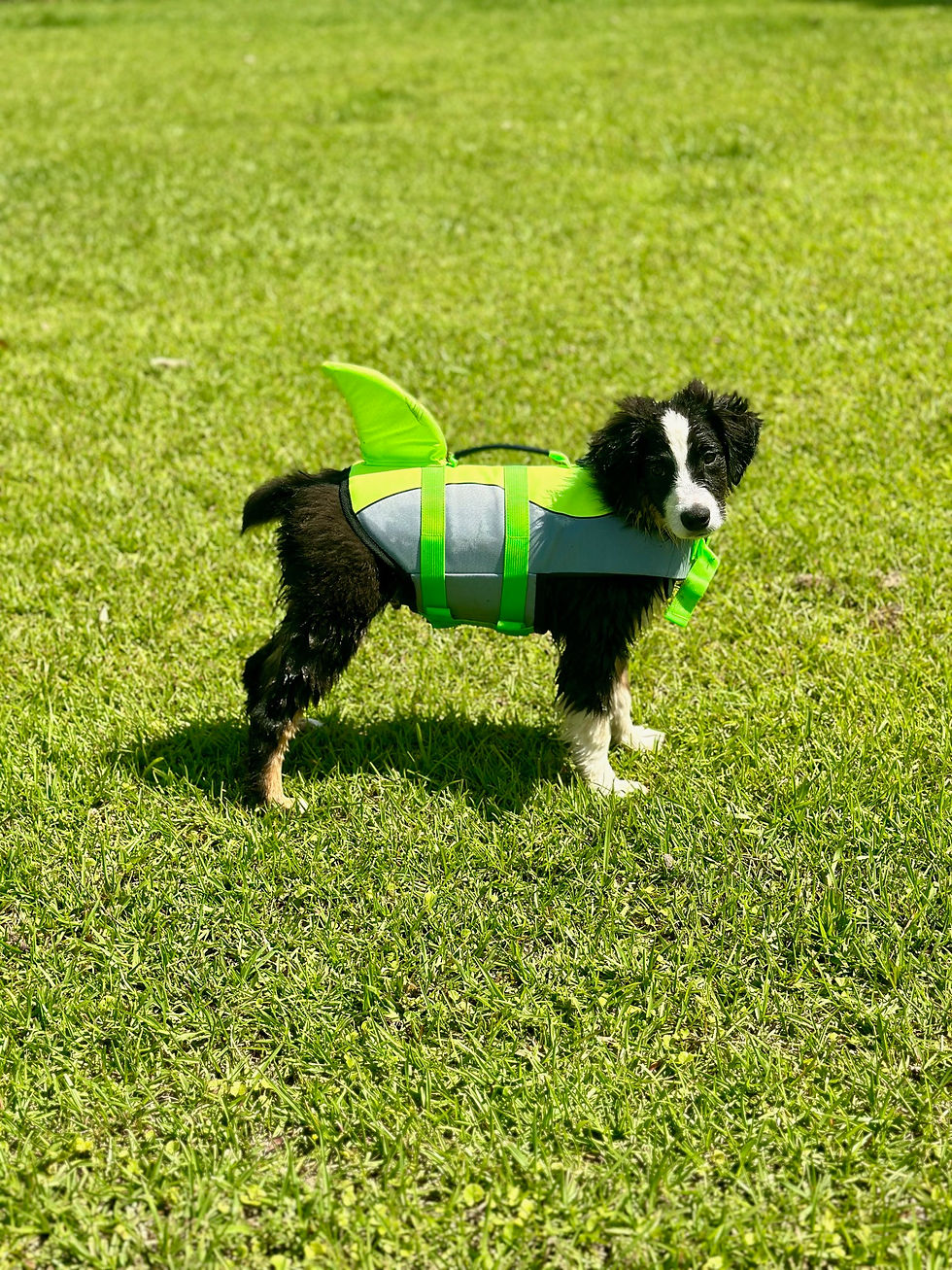 black tri male mini aussie puppy