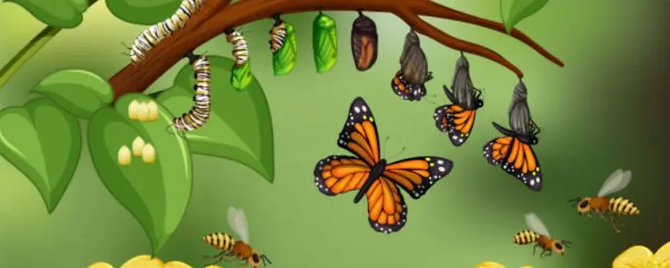 butterfly_life_cycle_1728x.webp