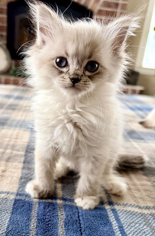 Purple Kitten.jpeg