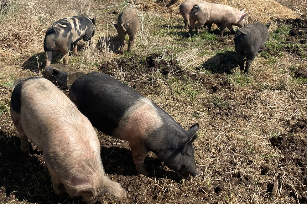 Custom Amount - Pork Reservations