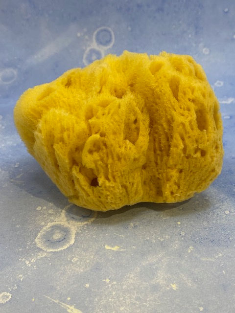 Thumbnail: Sea Sponges
