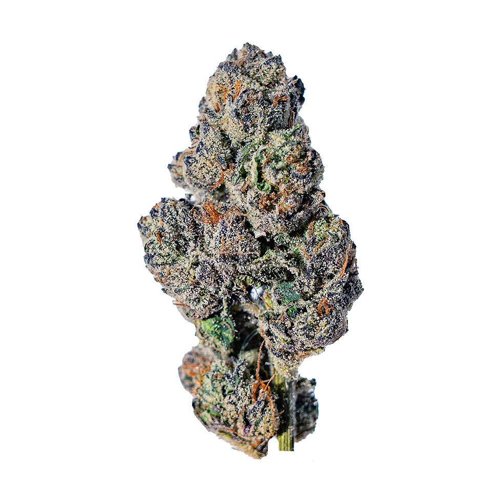 Thumbnail: White Burgundy (Indoor)
