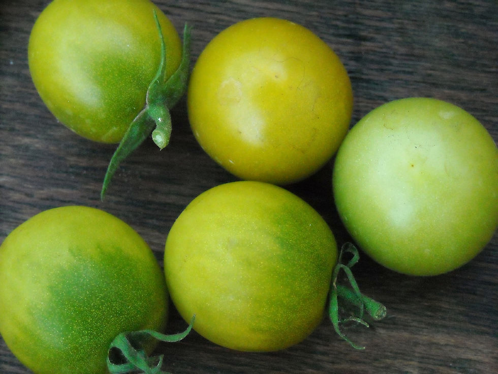Tomate Cereja Green Grape