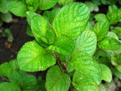 Menta Laranja