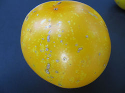 Spot Yellow