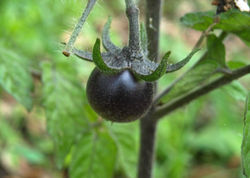 Tomate Cereja