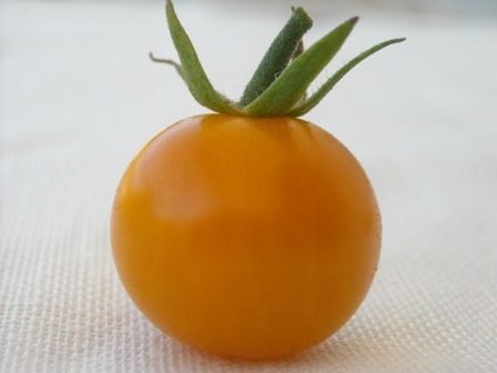 Tomate Cereja Sungold Select II