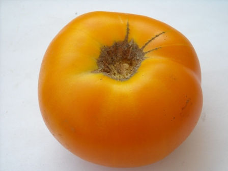 Tomate Yellow Brandywine