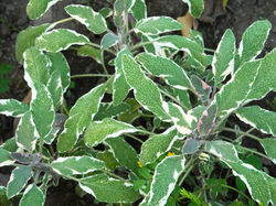 Sálvia Tricolor