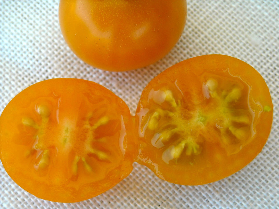 Tomate Cereja Sungold Select II