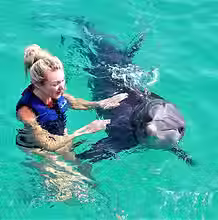 dolphin.avif