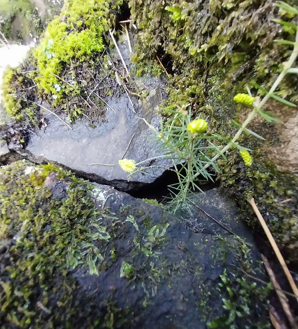 A Refreshing Perspective of NDIS Support