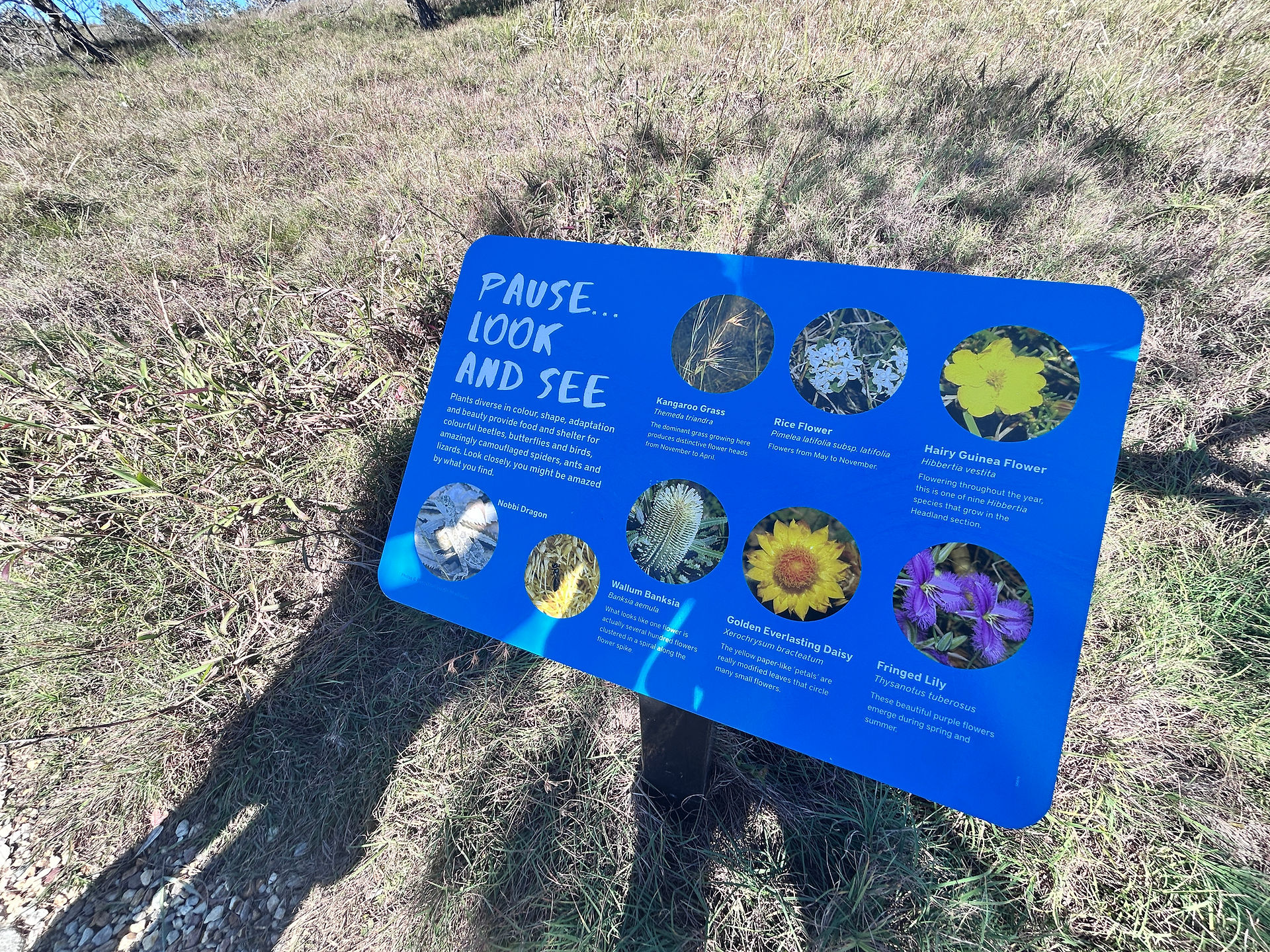 Informational sign about wildflowers in Noosa National Park