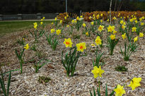 Daffodils 2