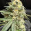 Thumbnail: Vanilla Frosting x Burnt Muffins F1