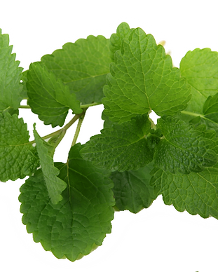 Fresh Mint