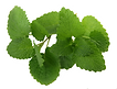 Fresh Mint