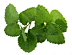Fresh Mint