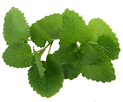 Fresh Mint