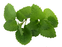 Fresh Mint