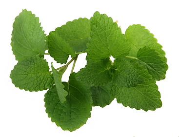 Fresh Mint