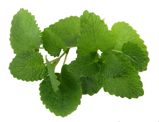 Fresh Mint