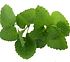 Mint leaves