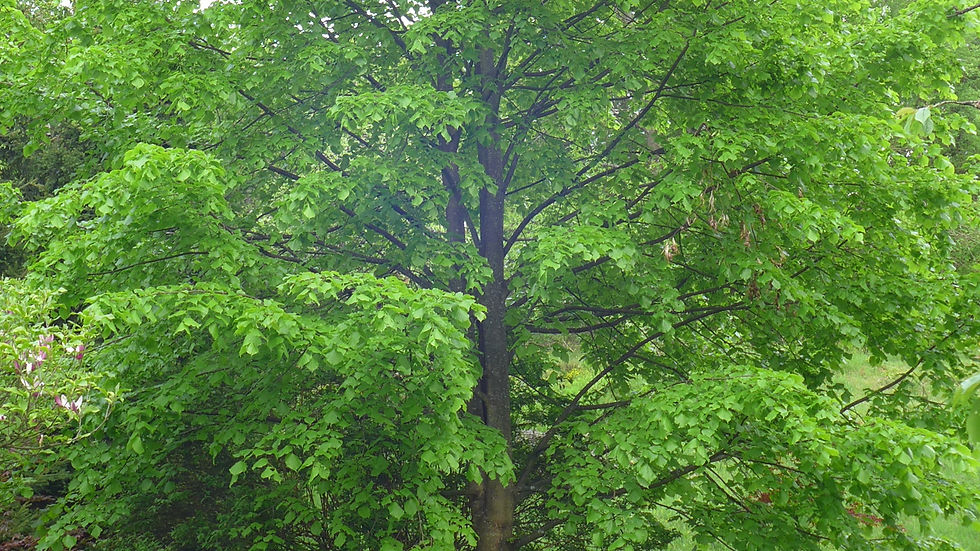 trees-3