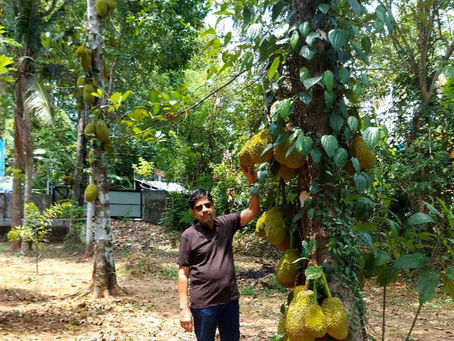 THE KERALA JACKFRUIT STORY: A SURPLUS DILEMMA?