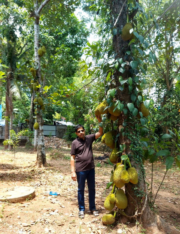 THE KERALA JACKFRUIT STORY: A SURPLUS DILEMMA?