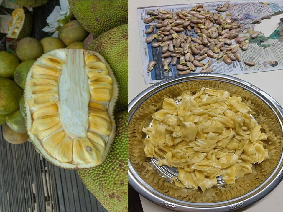 Jackfruit cross-section (left) Flesh and Seeds(right)