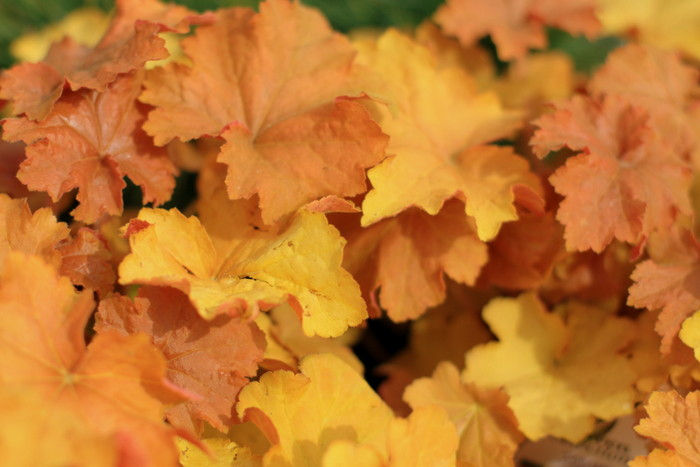 Heuchera Marmalade