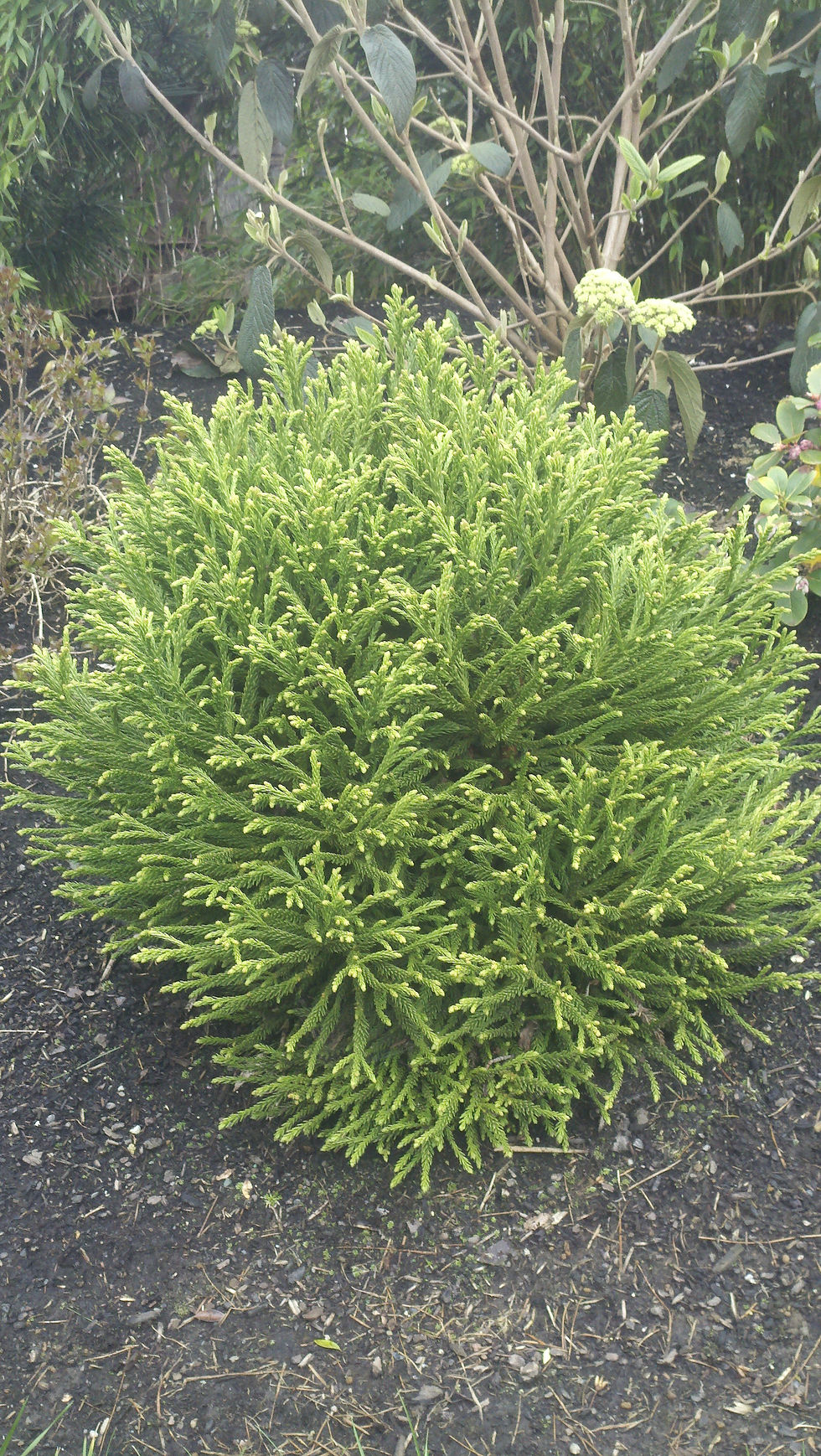 Cryptomeria japonica 'Mignone'