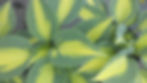 Hosta 'June'