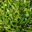 itograss-topo-grama-sao-carlos.jpg