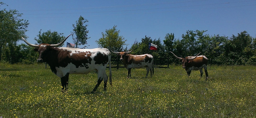 Jackson ranch registered Texas longhorn breeder Brenham Tx Austin Houston San Antonio
