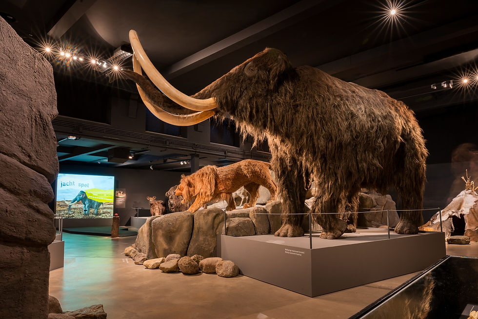 Culture Trip: Natuurmuseum