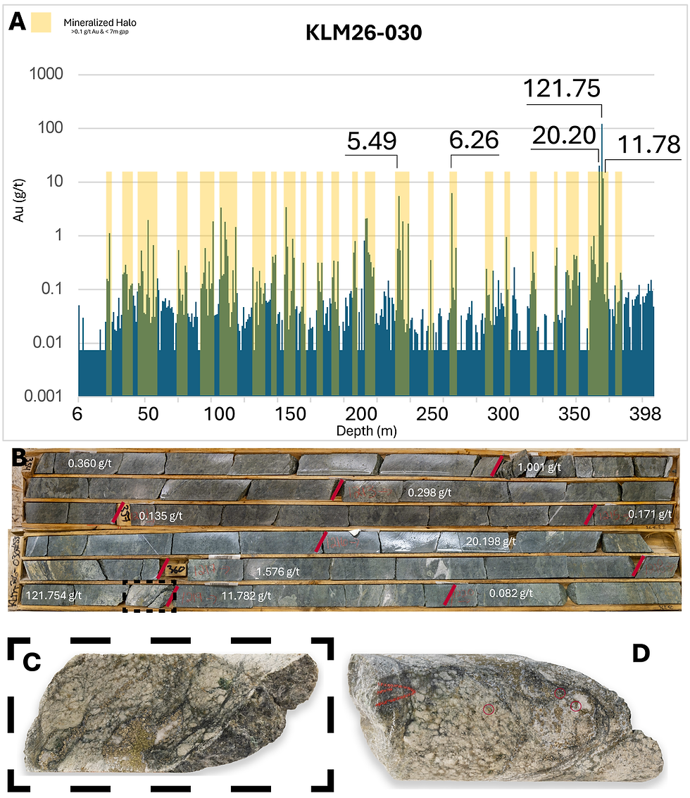 Figure 3 A - Au assays from KLM26-030. Mineralized halo highlighted where Au mineralization is above 0.1 g/t and < 7 m gap. B - High-resolution photos of KLM26-030 displaying gold grade for each sample interval. C - Macro photo of KLM26-030 at 361 m grading 121.75 g/t Au. D – Macro photo of reverse side of KLM26-030 at 361 m with visible gold circled.