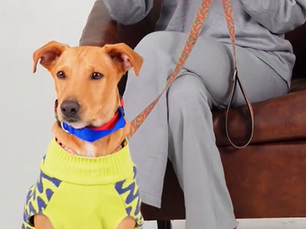 Frank, el perrito rescatado que encontró su nombre y su voz