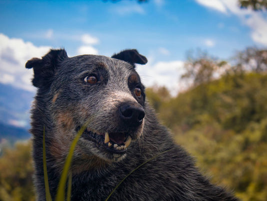 ¿Por qué adoptar a un animal adulto?