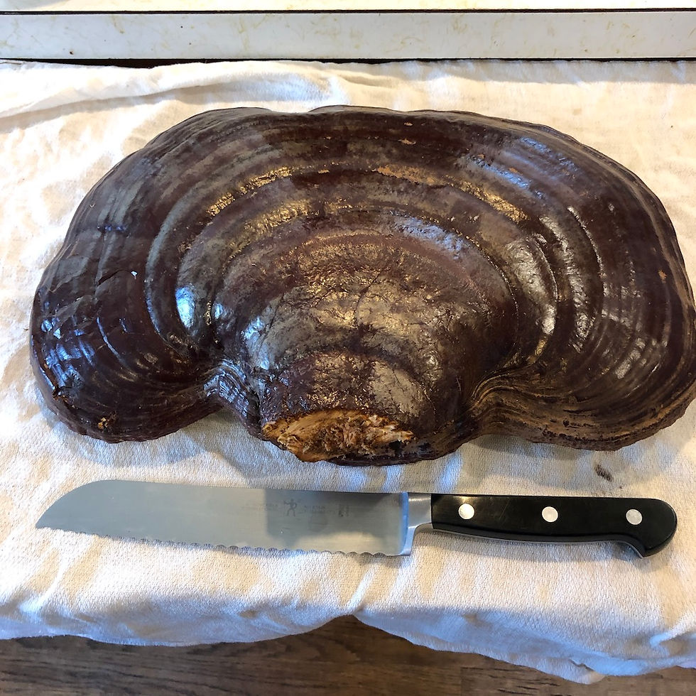 Thumbnail: Ganoderma oregonense Extract