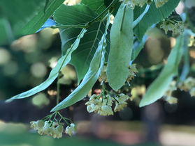 Linden is blooming! And, It's 100 Degrees Outside!