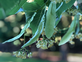 Linden is blooming! And, It's 100 Degrees Outside!