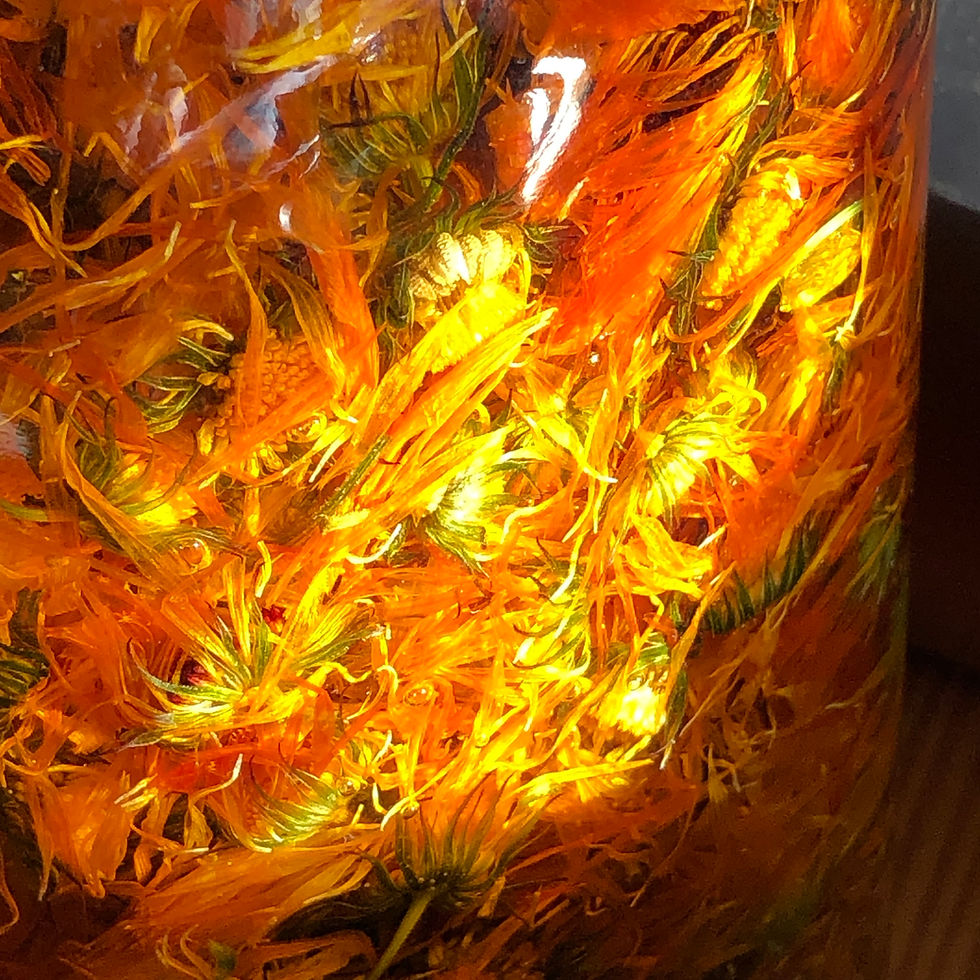 Thumbnail: Herbal Medicine Making Camp