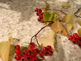 3 Hearty Hawthorns in Oregon