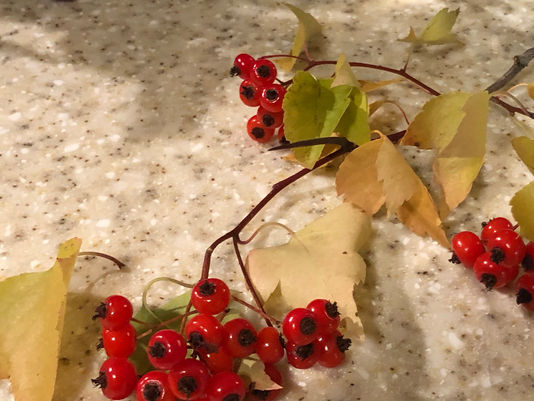 3 Hearty Hawthorns in Oregon