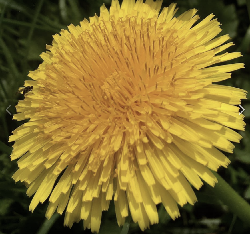 Brightness herself...